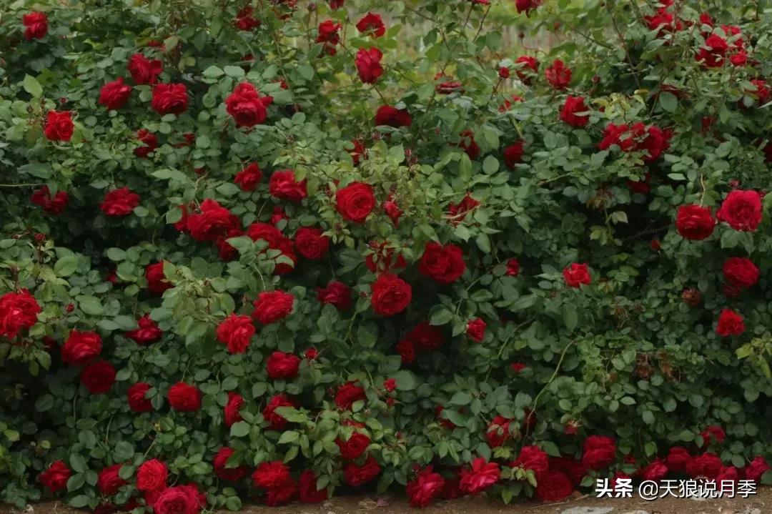 阳台种月季光照少怎么办,光照不好可以养石榴吗