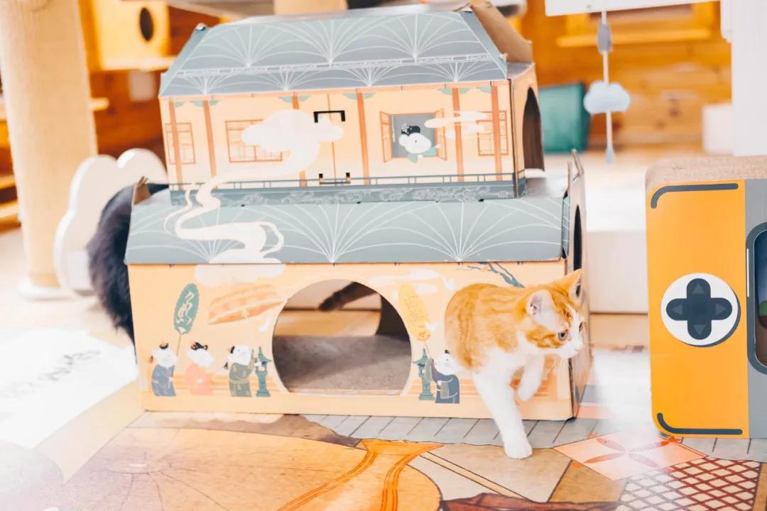 找领养新成员|你好呀，铲屎官