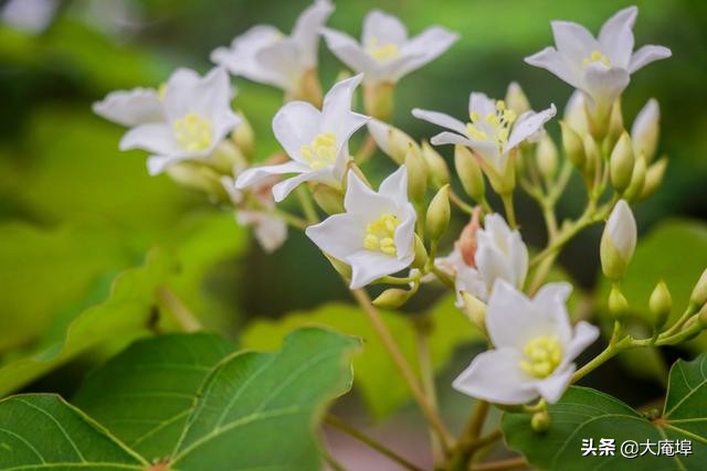 潮汕赏花一日游最佳去处,潮汕五一小众旅游推荐