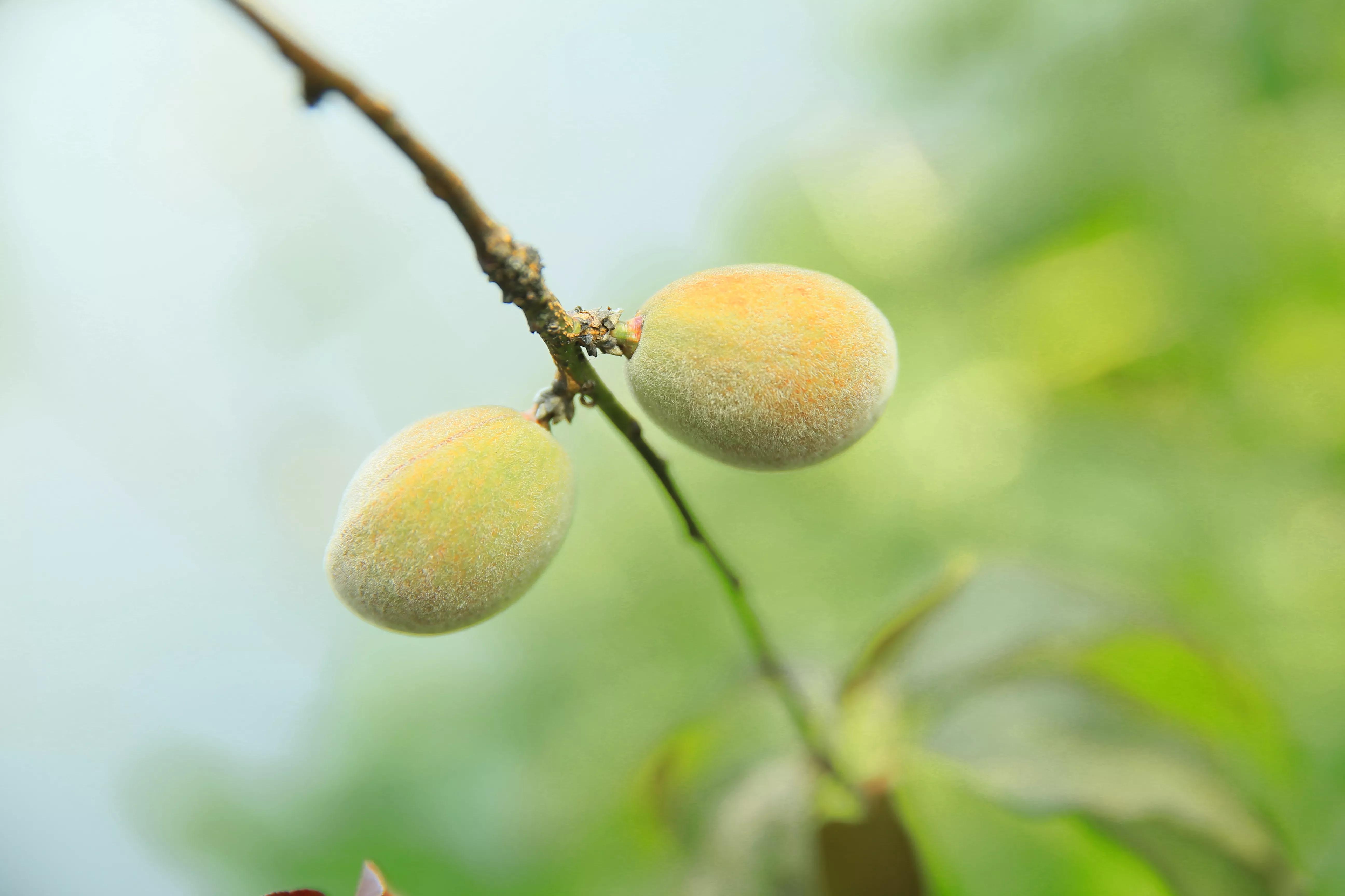 世凹桃园,世凹桃源图片