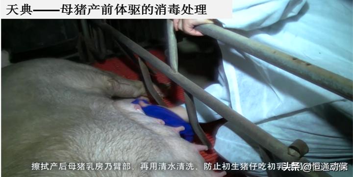 分娩母猪接生关键技术,人工助产母猪方法