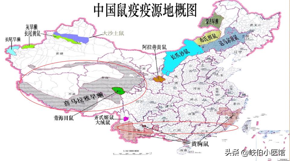 关于鼠疫的100个知识,鼠疫这本书告诉我们什么