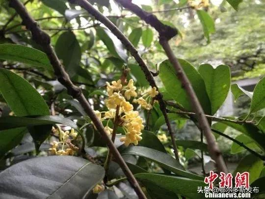 为什么选牡丹为国花,牡丹被定义为国花