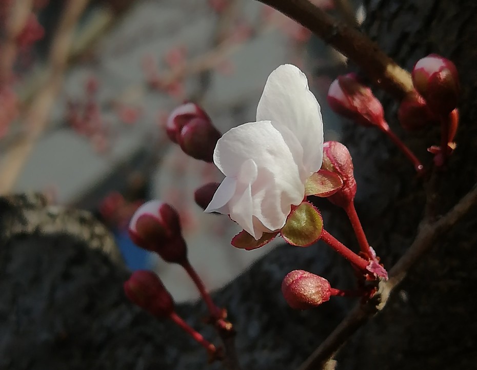 对最美的逆行者尊敬,不能叶公好龙