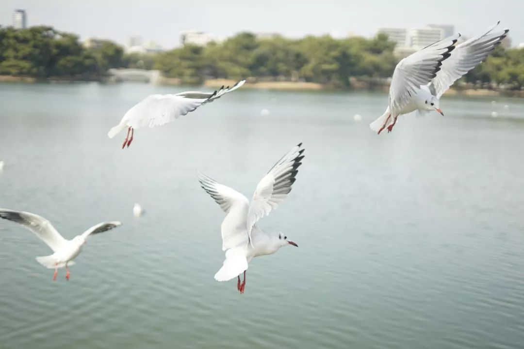 上海歌诗达邮轮旅游线路,日本邮轮游歌诗达