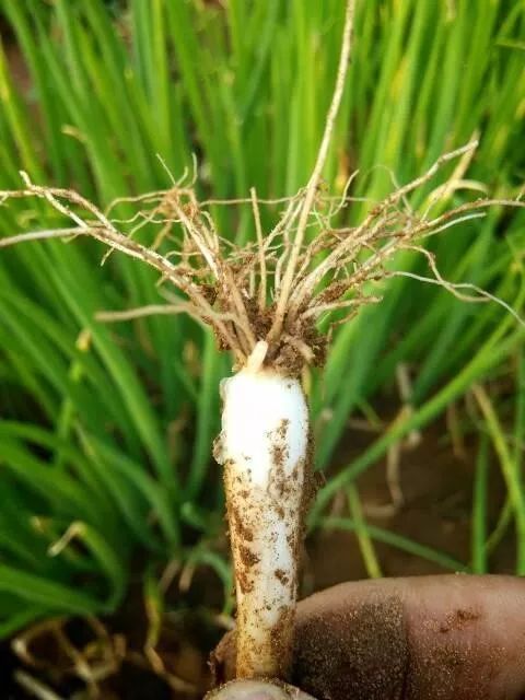 花盆种蔬菜几天浇一次水,哪4种菜根不能丢在家盆栽