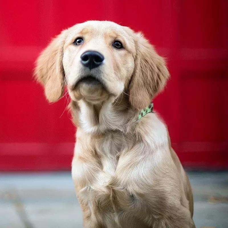 狗狗两腿内侧突然起红疹,狗狗身上起红疹用什么药