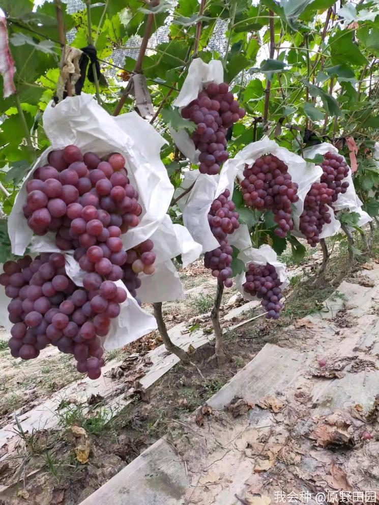 顾客评价水果不甜该怎么处理,红提质量好不好