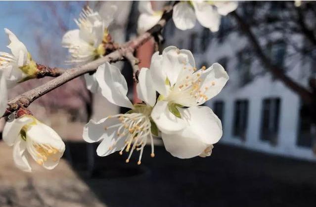 中国东北一流大学,东北第一的大学