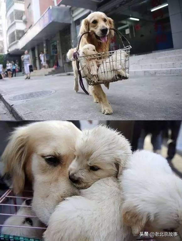 26张活久见的图片看完又涨知识了,42张照片大图