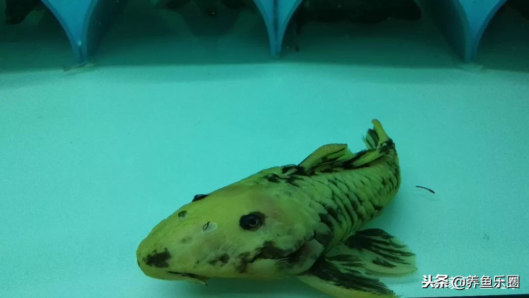 这位土豪家的渔场，光滤材就花了500多万，你确定不要见识一下？