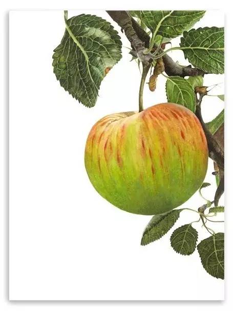 超写实绘画真实吗,超写实的植物绘画