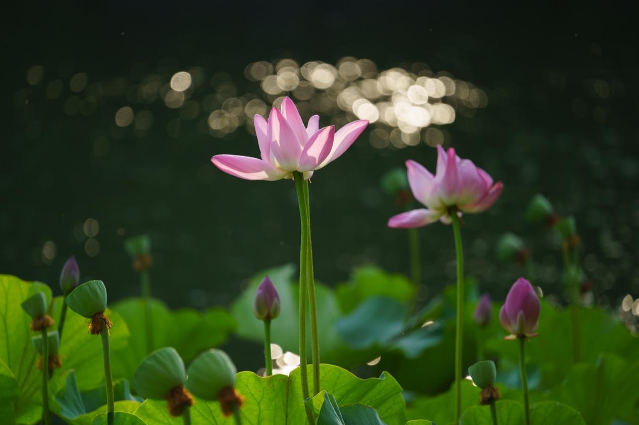 无反全能镜头,适马400mmf5.6测评