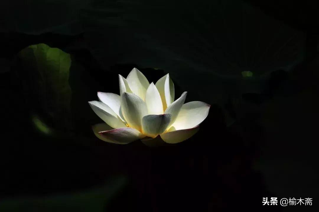 夏夜诗词佳句：松间小槛接波平，月澹烟沉暑气清