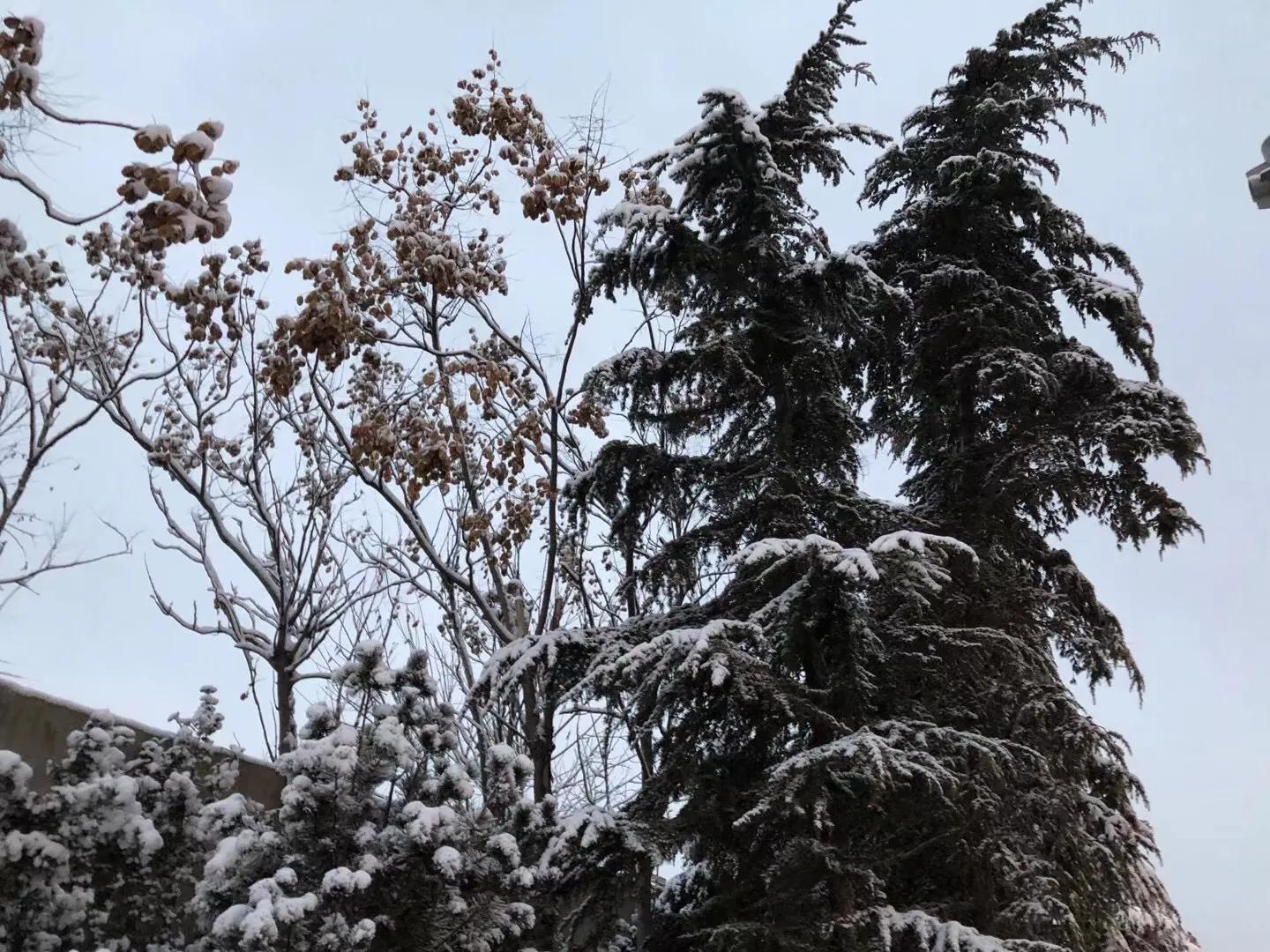 济南的初雪来了,对济南初雪的感受