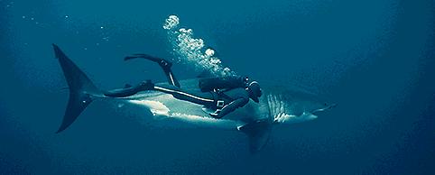 马甲线鲨鱼线区别图片,人鱼线跟马甲线都长什么样子