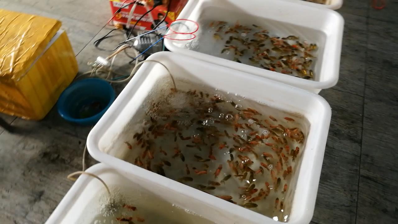 逛观赏鱼市,市场里的观赏鱼热带鱼