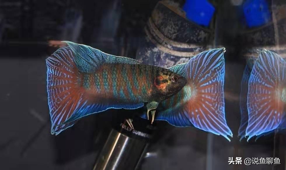 粉丝发私信求救,粉丝向主播求救