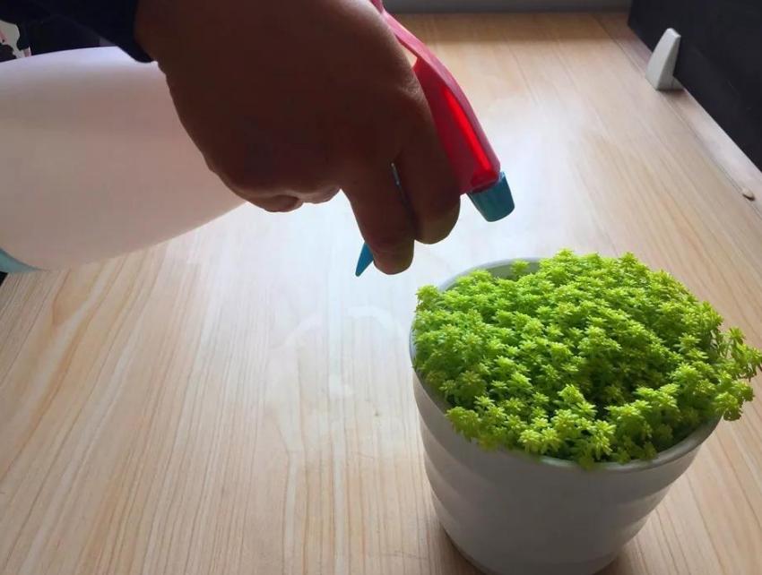 盆栽自做浇水器,户外盆栽自动浇水小妙招