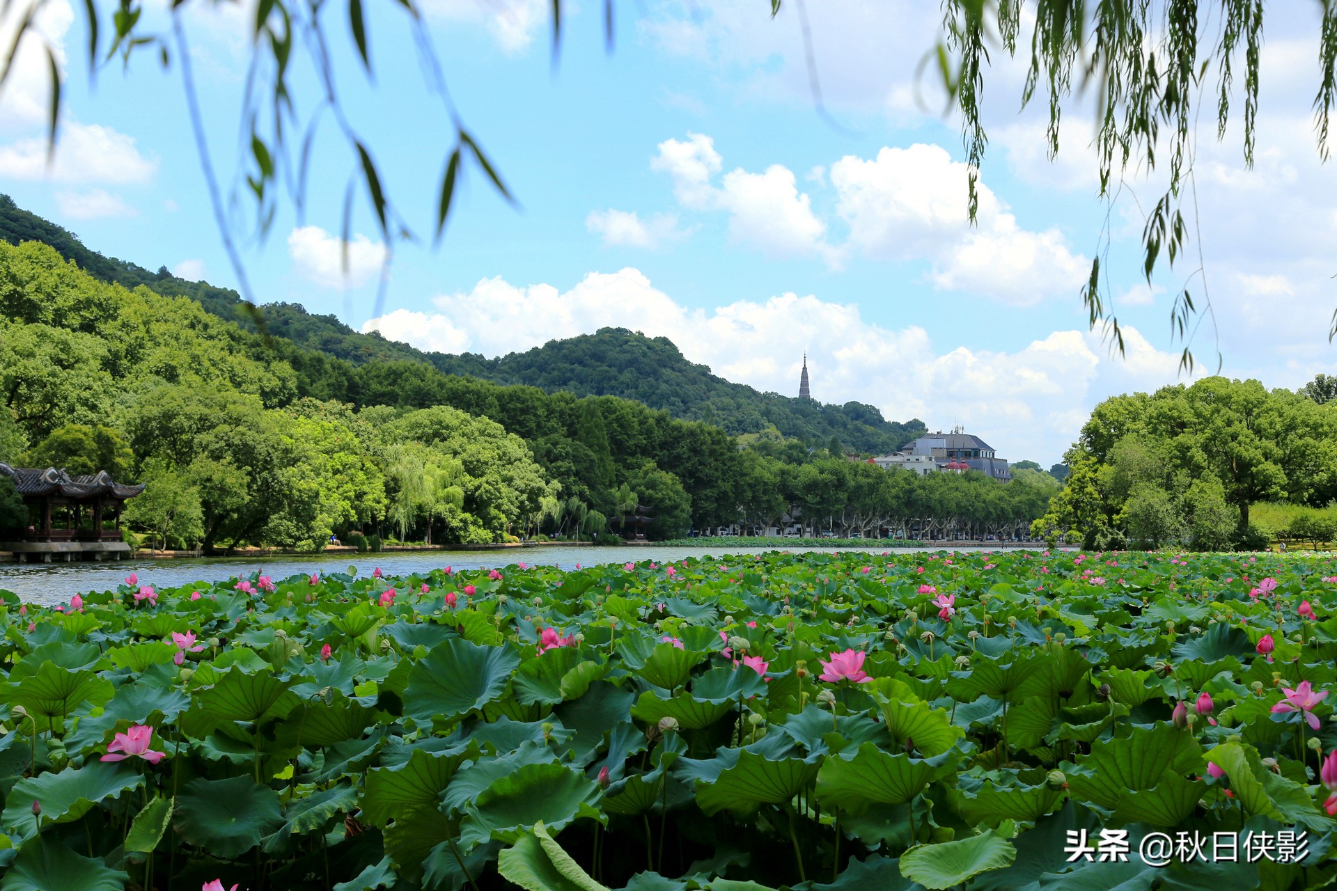 蓝天白云下的荷花“盛宴”，寻访夏日西湖之美，打卡趁现在