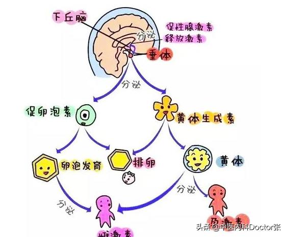 5分钟了解女性月经！月经量少痛经治疗如此简单，以前都搞错了