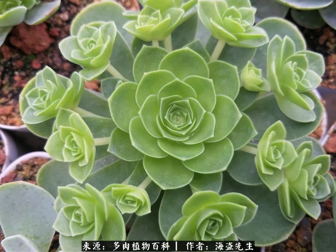 介绍多肉生长特点,多肉植物科普讲解图片视频