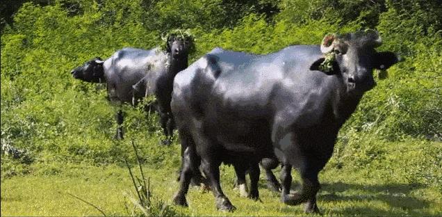 水牛奶和牛奶哪个营养价值高,水牛奶为什么和奶酪一样