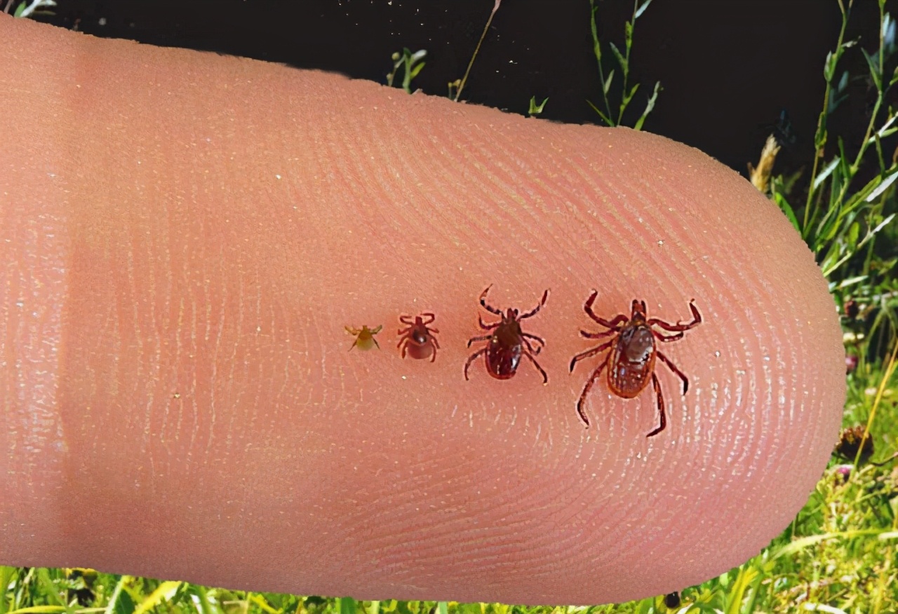 孩子被蜱虫幼虫咬了有事吗,小孩被蜱虫叮咬后怎么处理