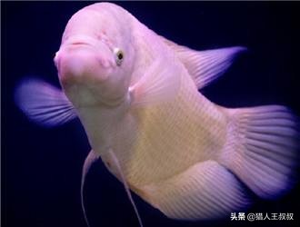 比食人鱼厉害的凶猛的观赏鱼,比食人鱼还凶残的十种鱼