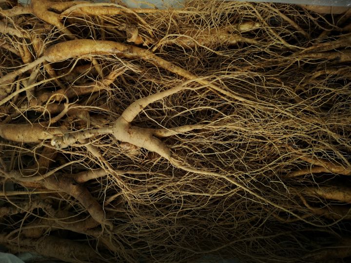 同仁堂的人参质量怎么样，国内哪个牌子的人参信得过？