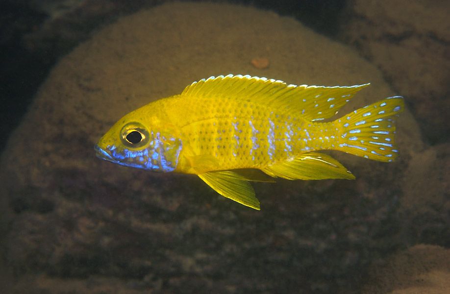 「慈鲷档案」三湖慈鲷·马鲷·金松鼠~听说非洲老家亲戚数量告急