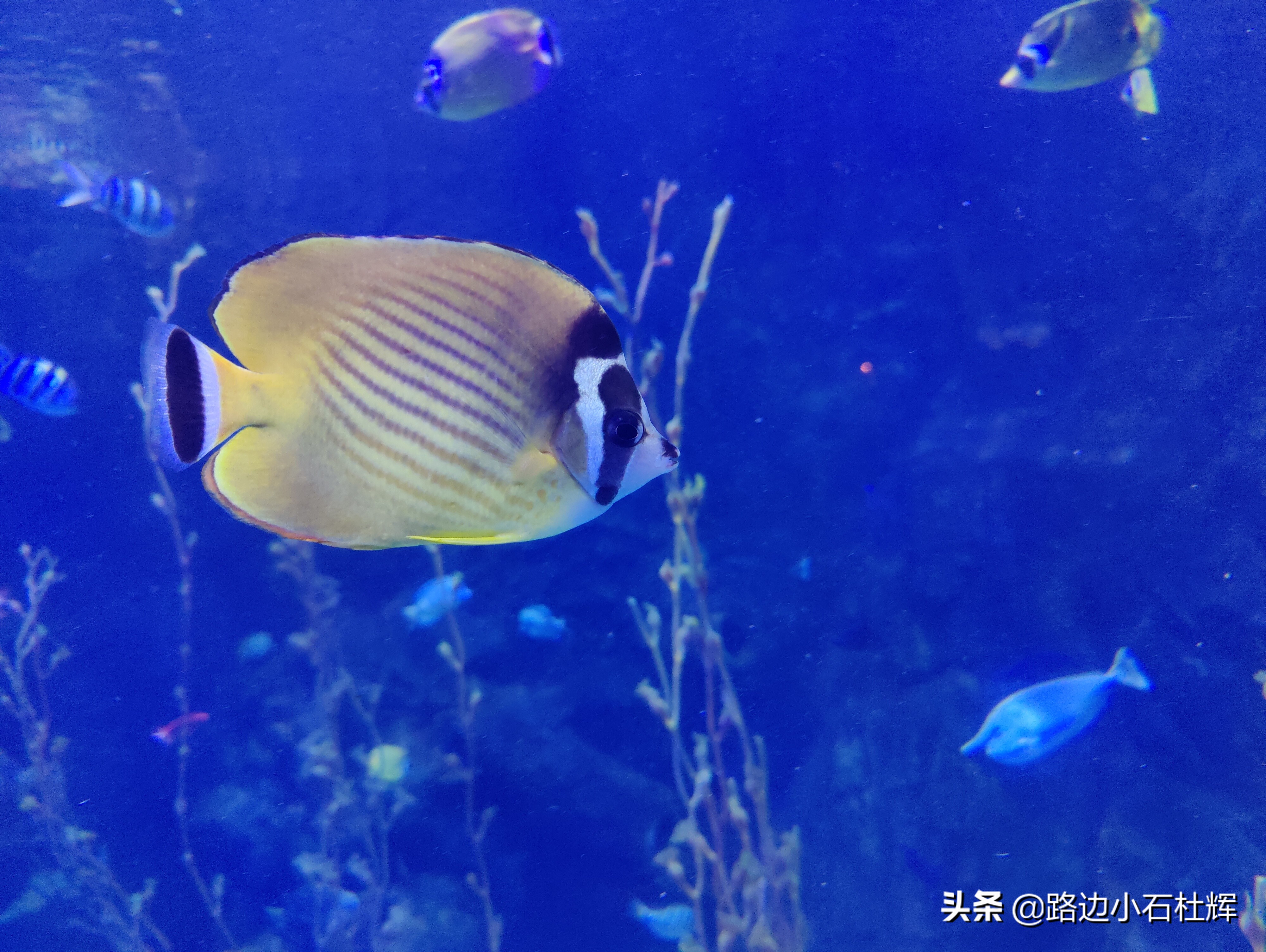 北京海洋馆游玩一览表,北京太平洋海洋馆海底世界