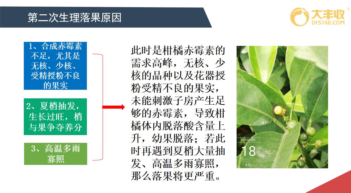 柑橘落花的原因和解决方法,柑橘落花原因分析