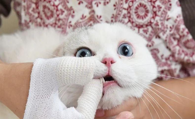 猫咪嘴巴臭好几个月了怎么解决,铲屎官亲猫咪的时候