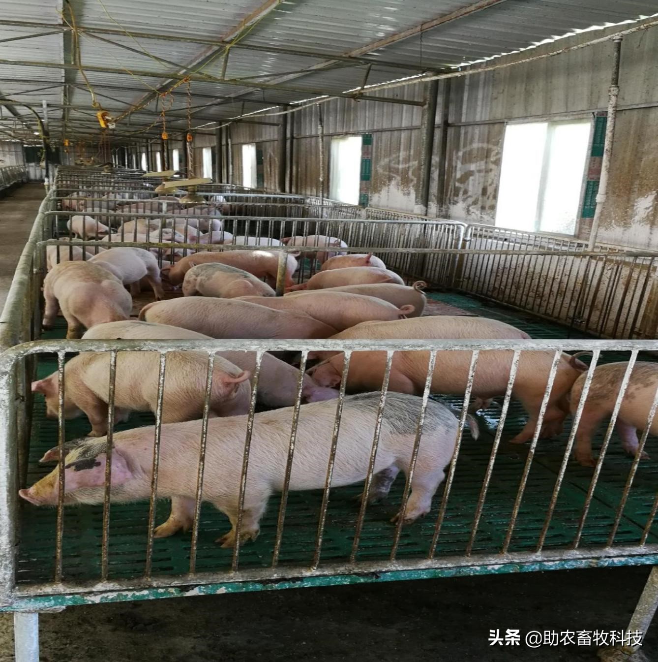 一个能让非洲猪瘟止步于门外的中药配方把这个猪场复养成功