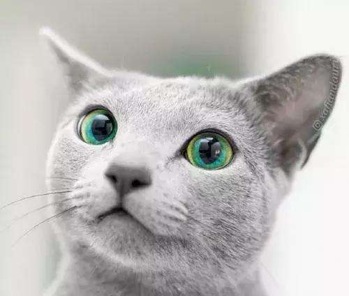 每天送你一只猫，（十三）俄罗斯蓝猫，冬天的精灵
