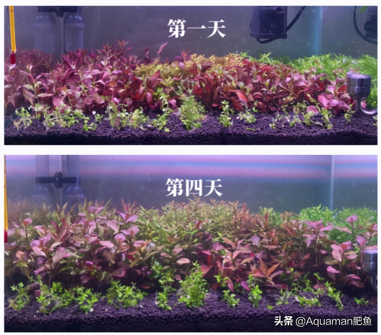 便宜又好养的水草推荐,好养又便宜的水草推荐