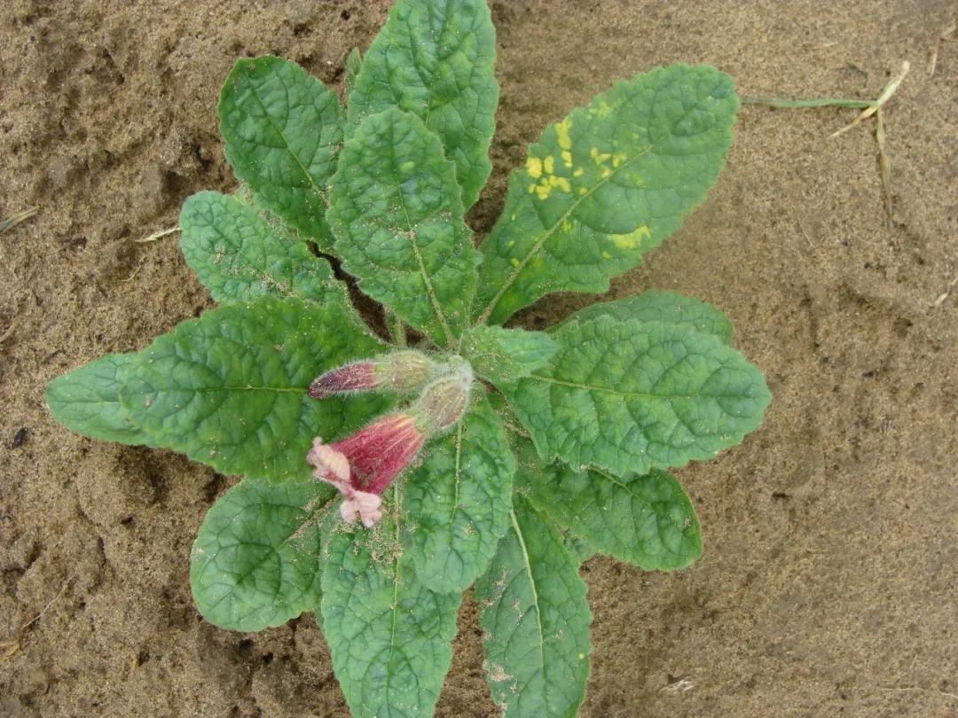 硬核整理!高清中药教材原植物彩*图色**谱(四期)