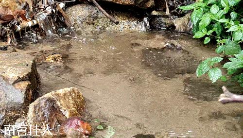 冰岛五寨糯五价格,冰岛五寨谁最有性价比