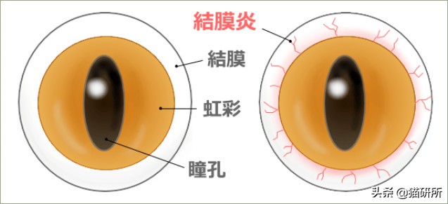 猫咪眼睛突然出分泌物还伴有干呕,猫咪眼睛分泌物突然增多怎么回事