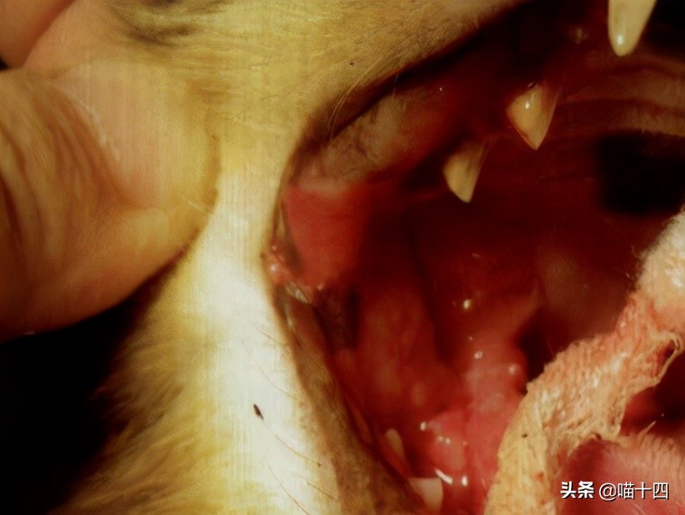 别让宠物医院榨干铲屎官的钱包——小毛病，不求人「外创篇-下」