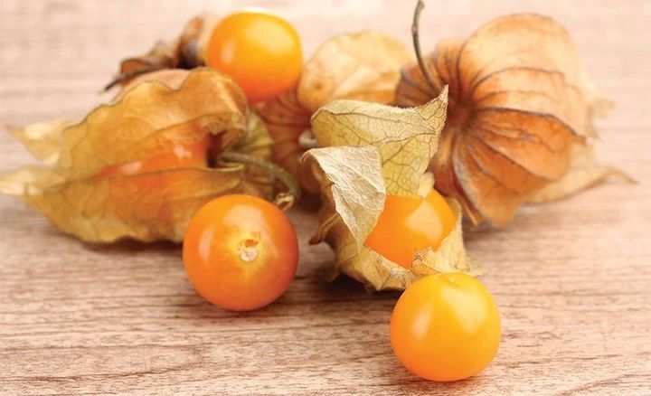 有类似假酸浆的植物吗,假酸浆植物有哪些