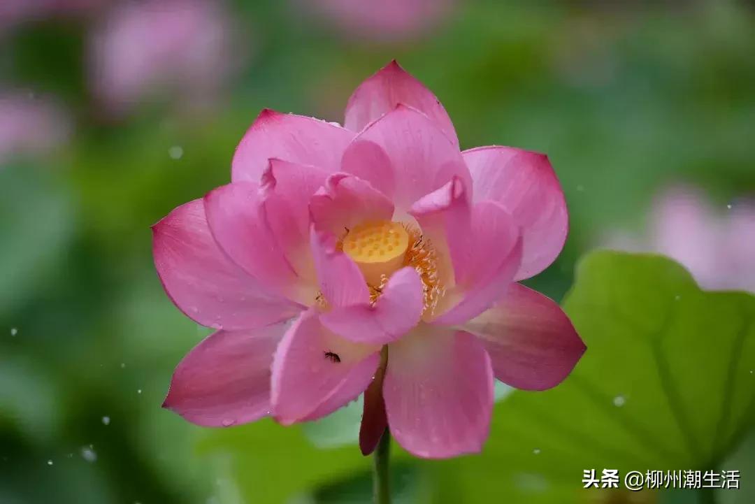 柳州哪里有免费花海,柳州花海紫荆花真实视频