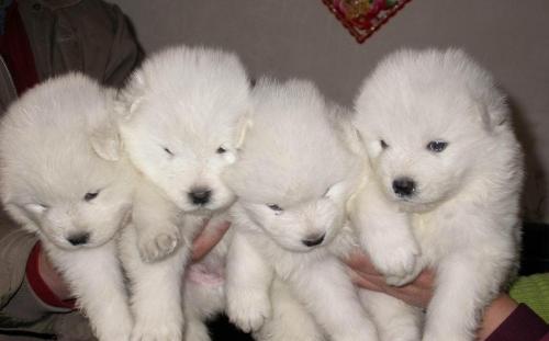 宠物狗生小狗需要接生吗,狗狗生产时该怎么帮助它助产