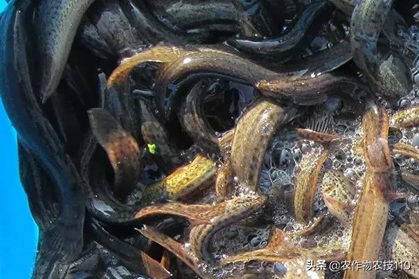 收泥鳅的小贩子一年挣多少钱,80后小伙的泥鳅致富梦年入400万元