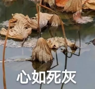 范冰冰微商,范冰冰有没有回归娱乐圈