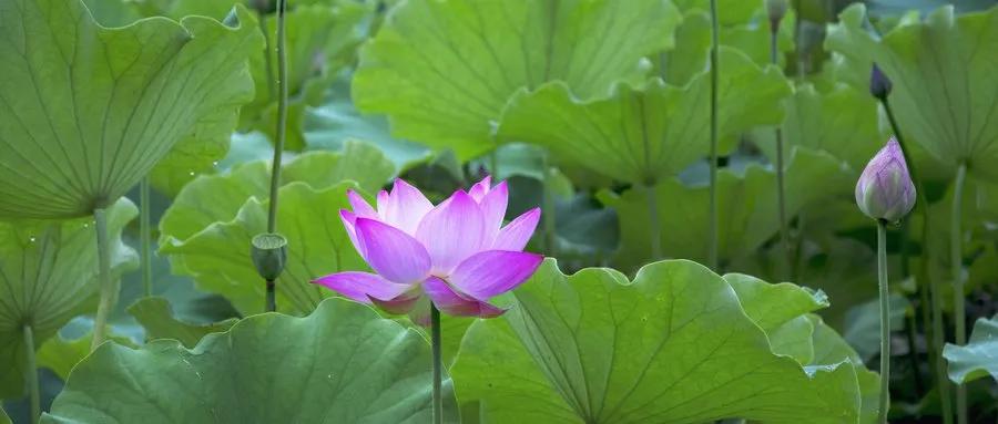 厦门看荷花哪里好,厦门荷花观赏地