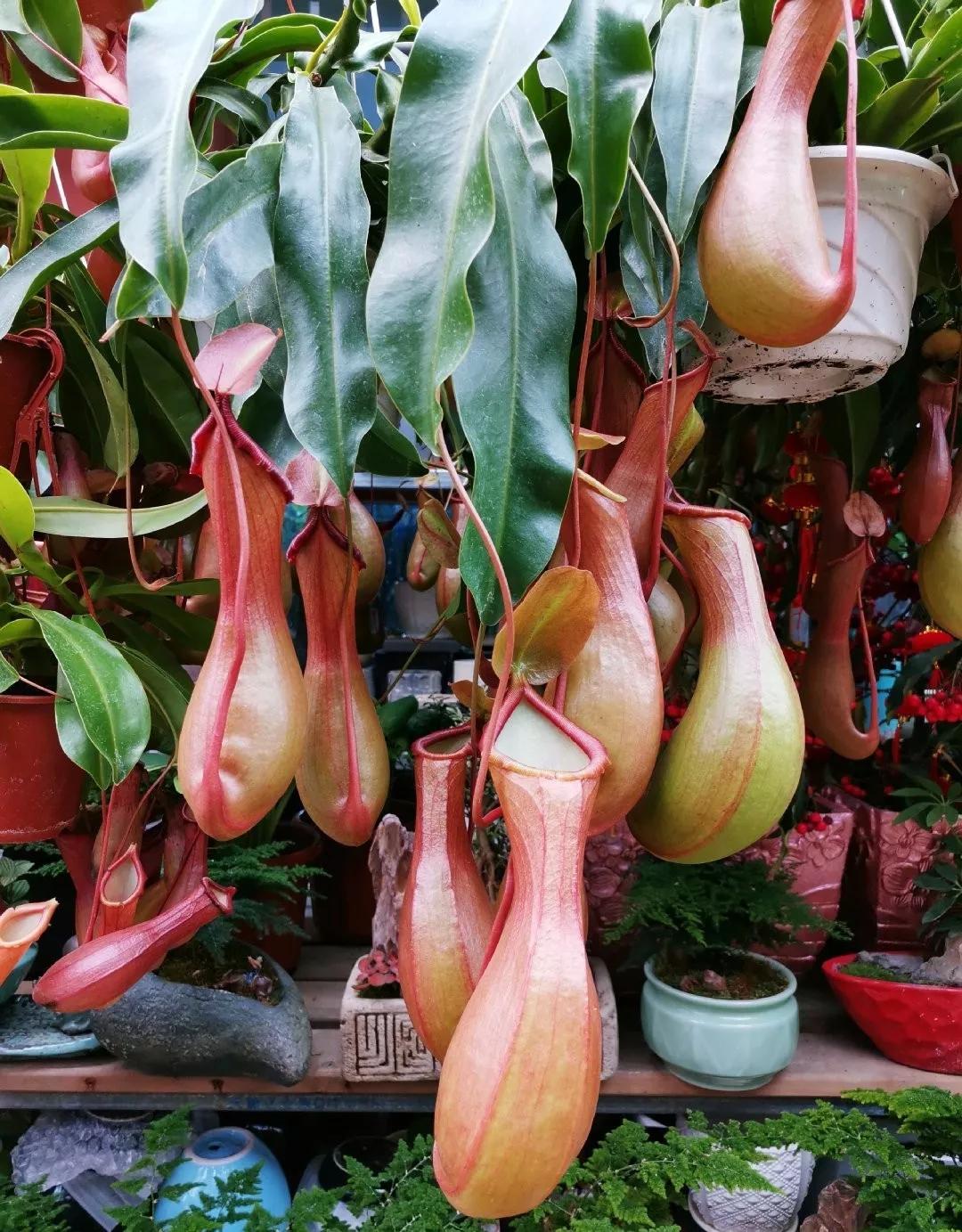 养哪一种吃虫子的花最合适,这4种花真省心养在家里不招虫