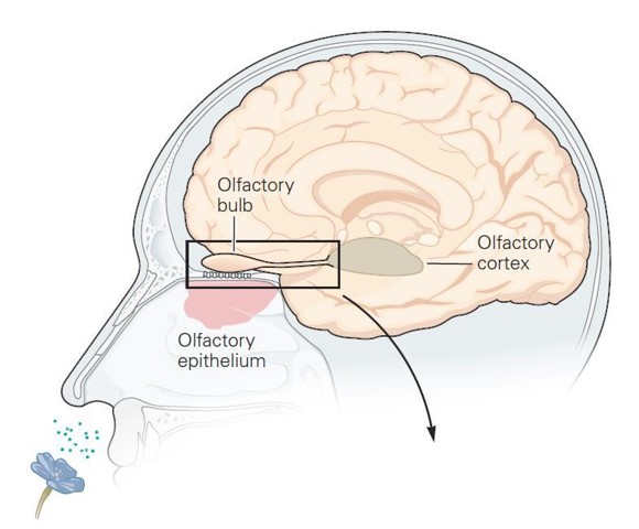 新皮层和旧皮层,从进化的角度分析