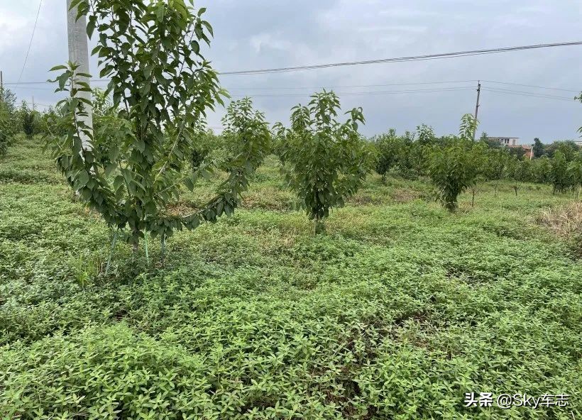 7天3000公里,宝马x57000公里发现烧机油